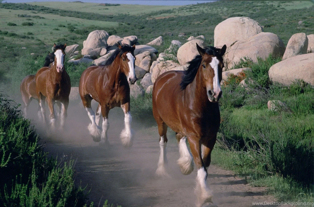 Budweiser Clydesdales Image Gallery