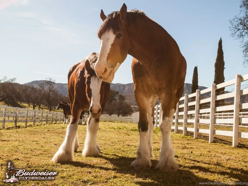 Clydesdale Pictures & Videos Warm Springs Ranch