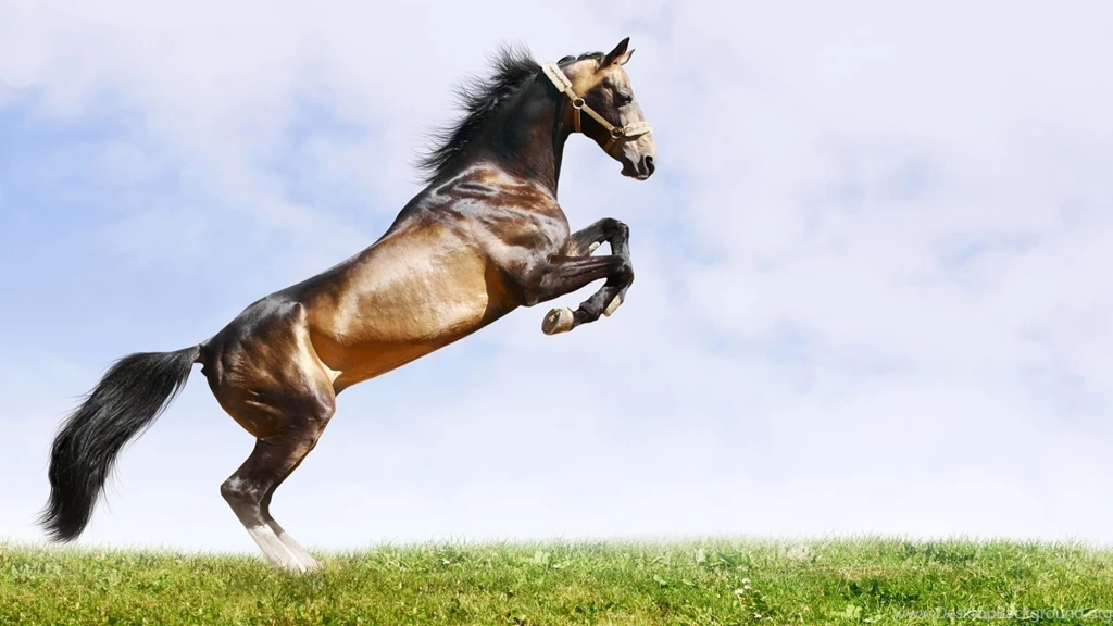 Horse, Wallpaper, Desktop, Animal (