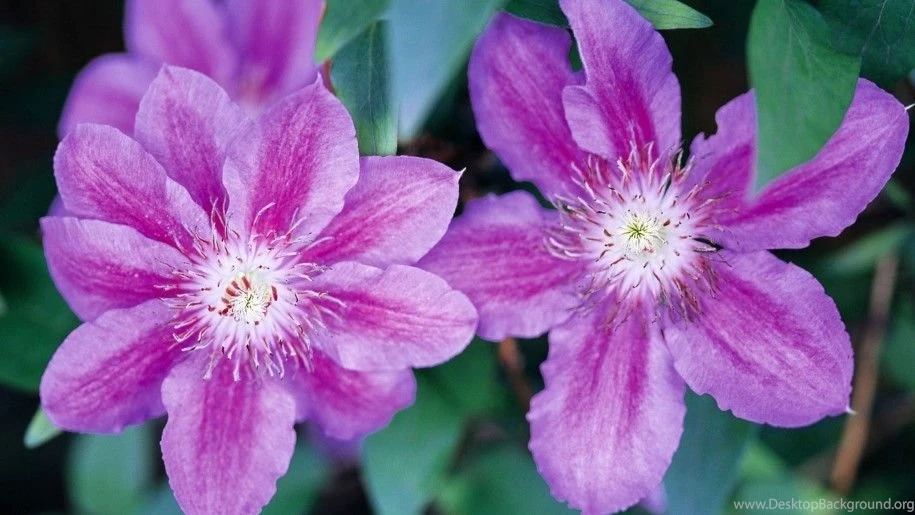 Flowers Wallpapers Desktop Backgrounds 9748 : Wallpapers13.com