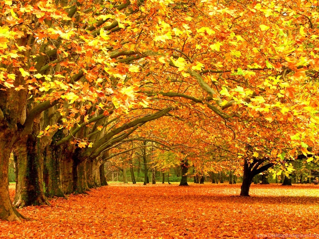 Fall Nature Wallpapers   Wallpaper.