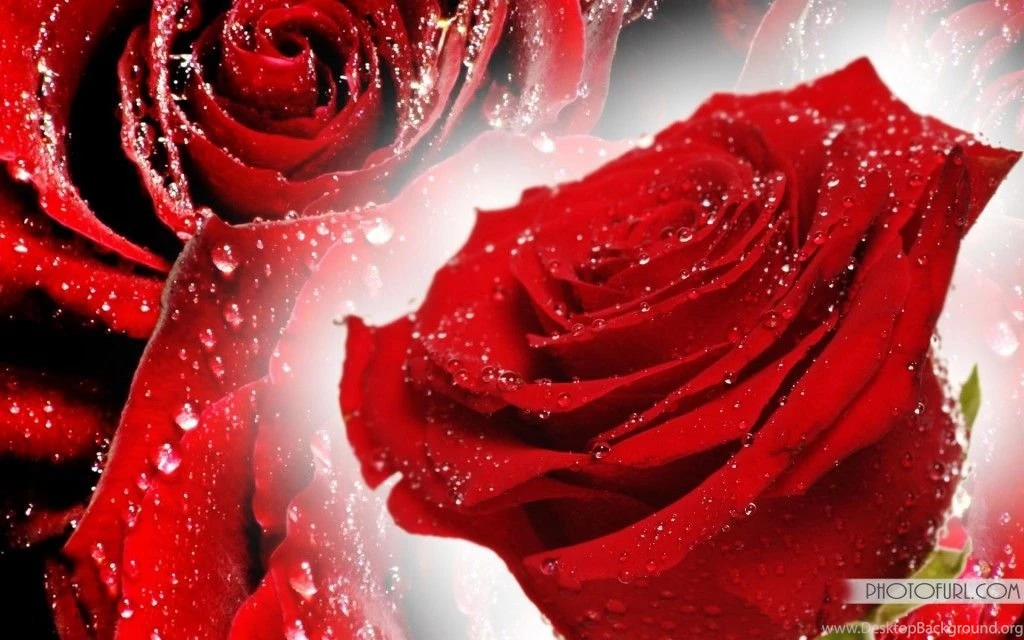 Free Valentine Wallpapers – Cupid & Valentine's Blog