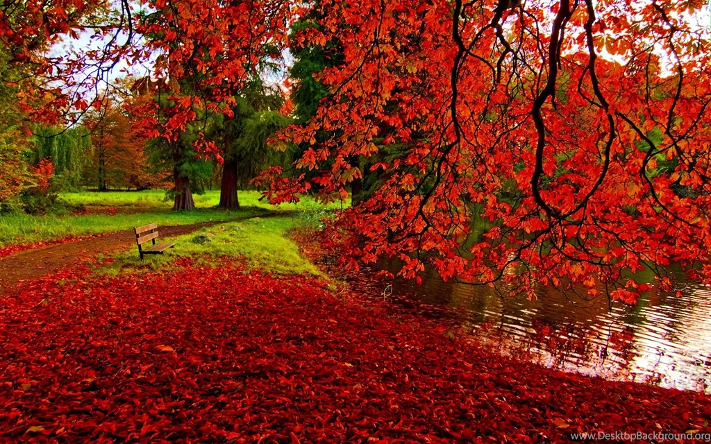 Fall Foliage Wallpaper 6.jpg
