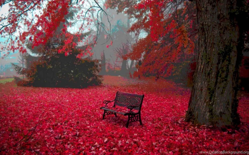 Red Fall Nature Amazing Hd Wallpapers