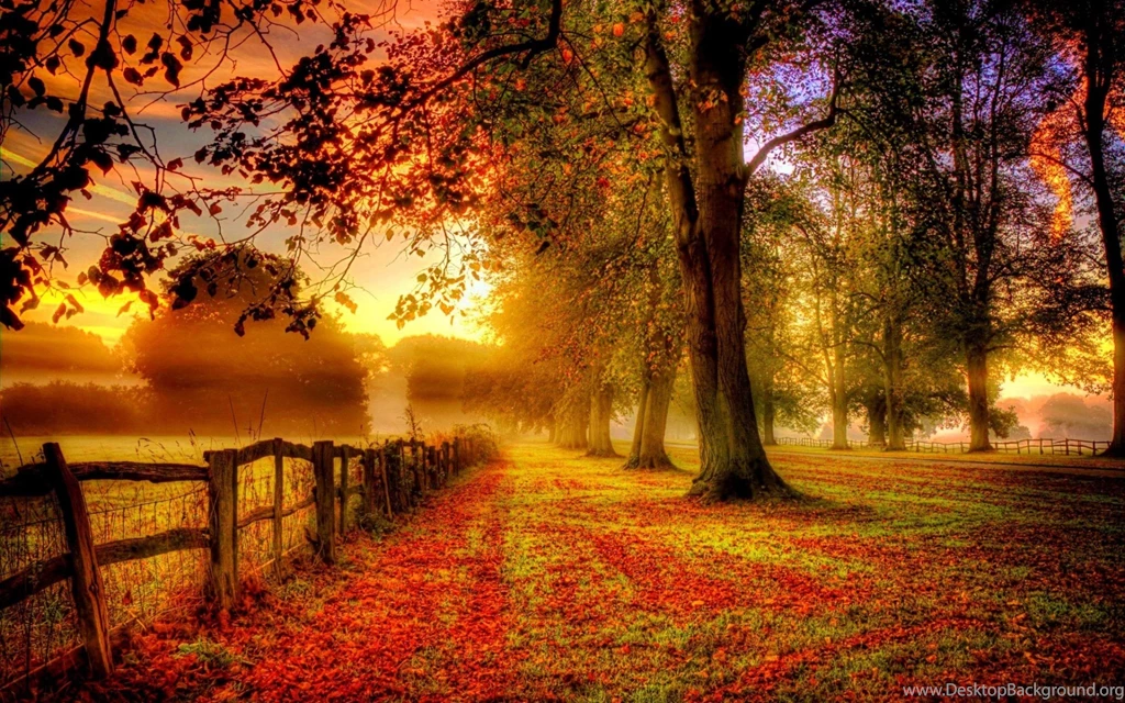 Free Nature Wallpapers With Colorful Autumn Forest