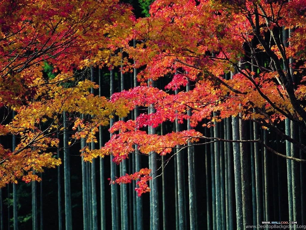 Autumn nature wallpaper 28.jpg