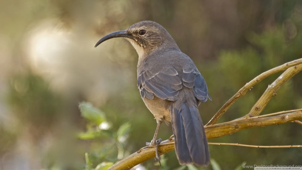 California Thrasher Bird HD Desktop Wallpapers : Widescreen : High ...