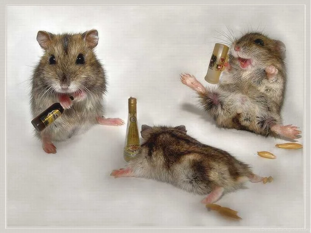 Drunk Mice Animal Humor Wallpapers (1993688) Fanpop