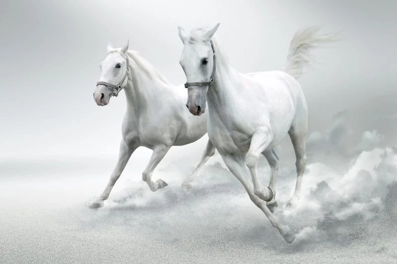 Horse Quotes With White Backgrounds. QuotesGram