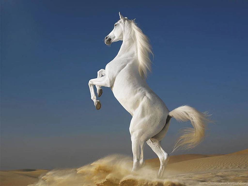 Beautiful Wallpapers: White Horse Wallpapers