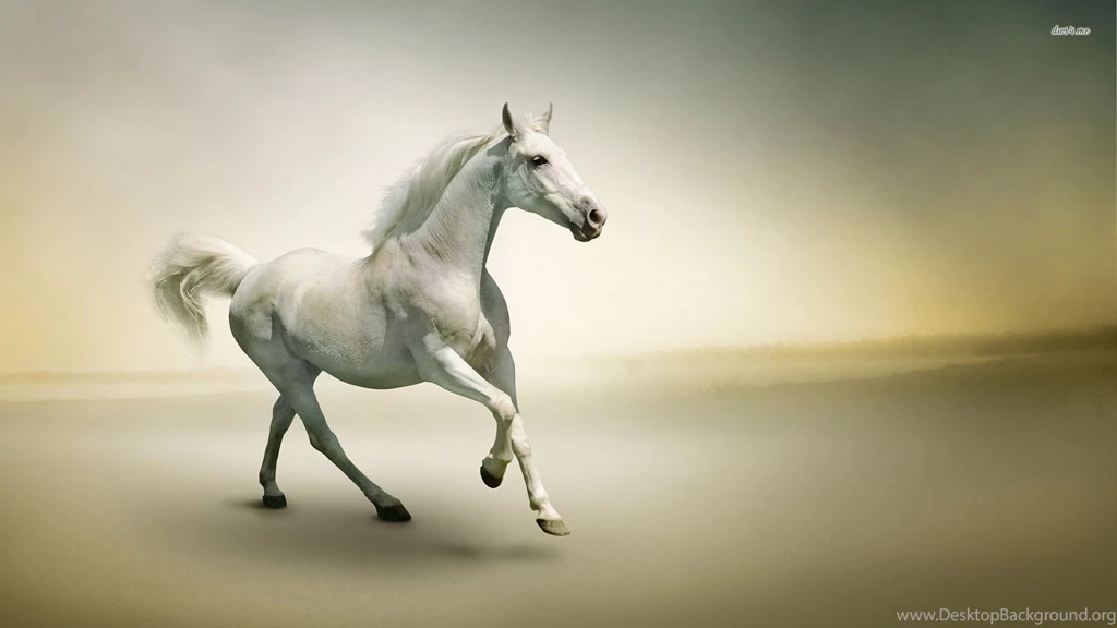 21894 White Horse 1920×1080 Animal Wallpapers
