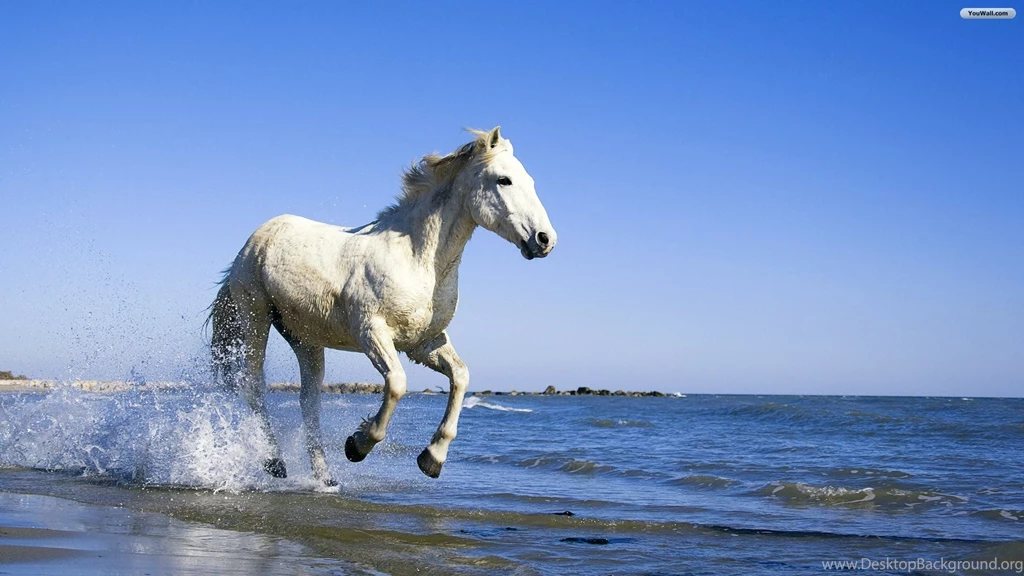 White Horse HD Animal Wallpapers