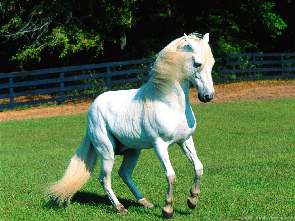 Gorgeous White Horse Wallpapers