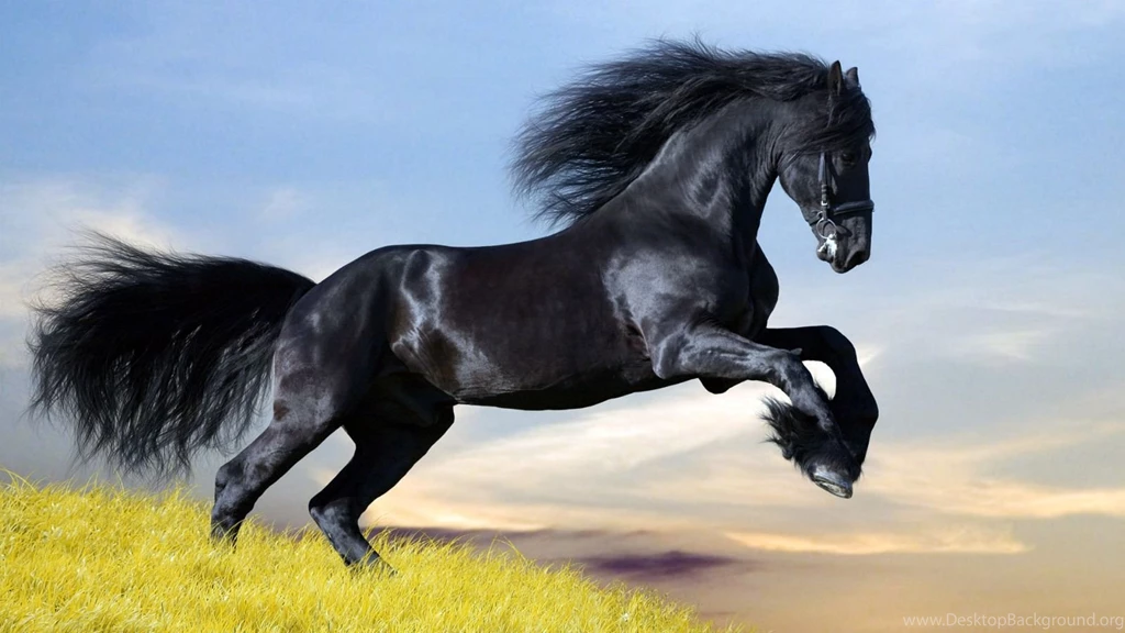 Black And White Horse Wallpapers