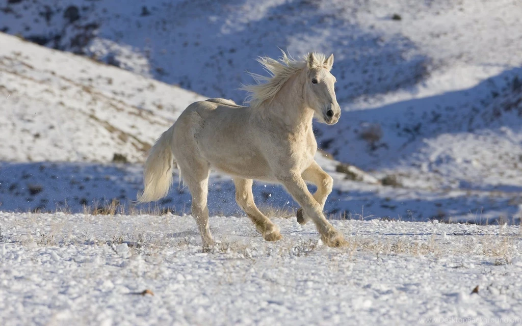 White Horse HD Animal Wallpapers