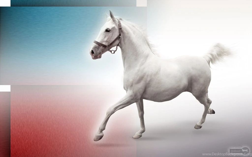 Horse Wallpapers « Animal Spot