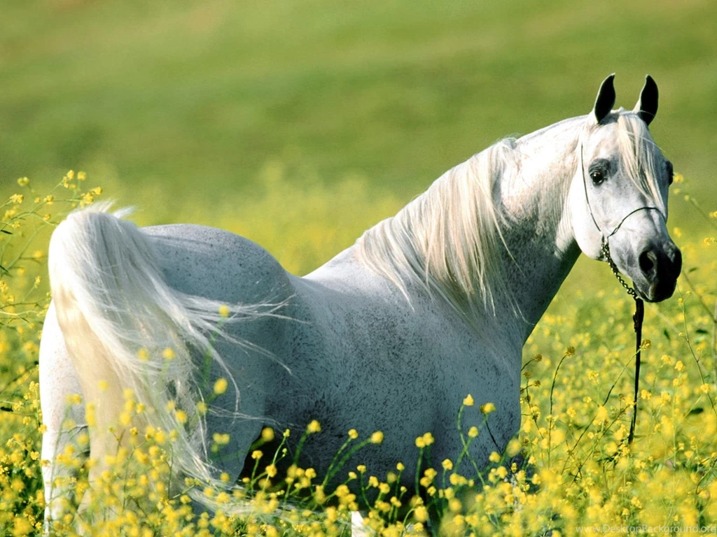 HD Animals Wallpapers: White Horse Wallpapers
