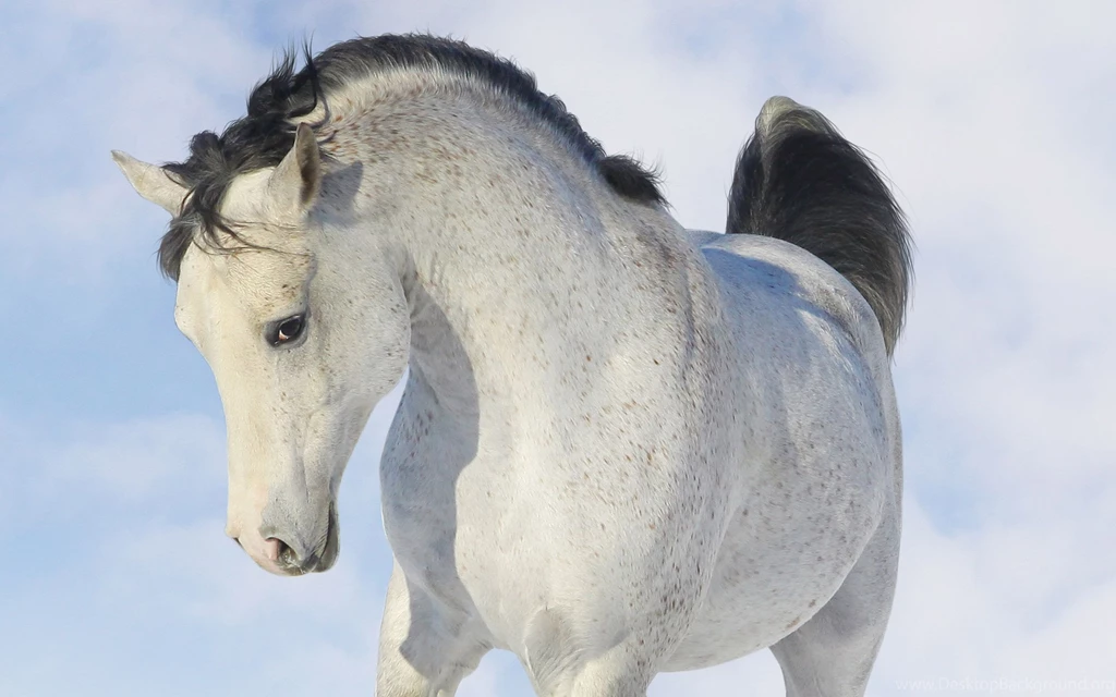 Horse Wallpapers   White Beauty Wallpapers   HD Wallpapers 95775