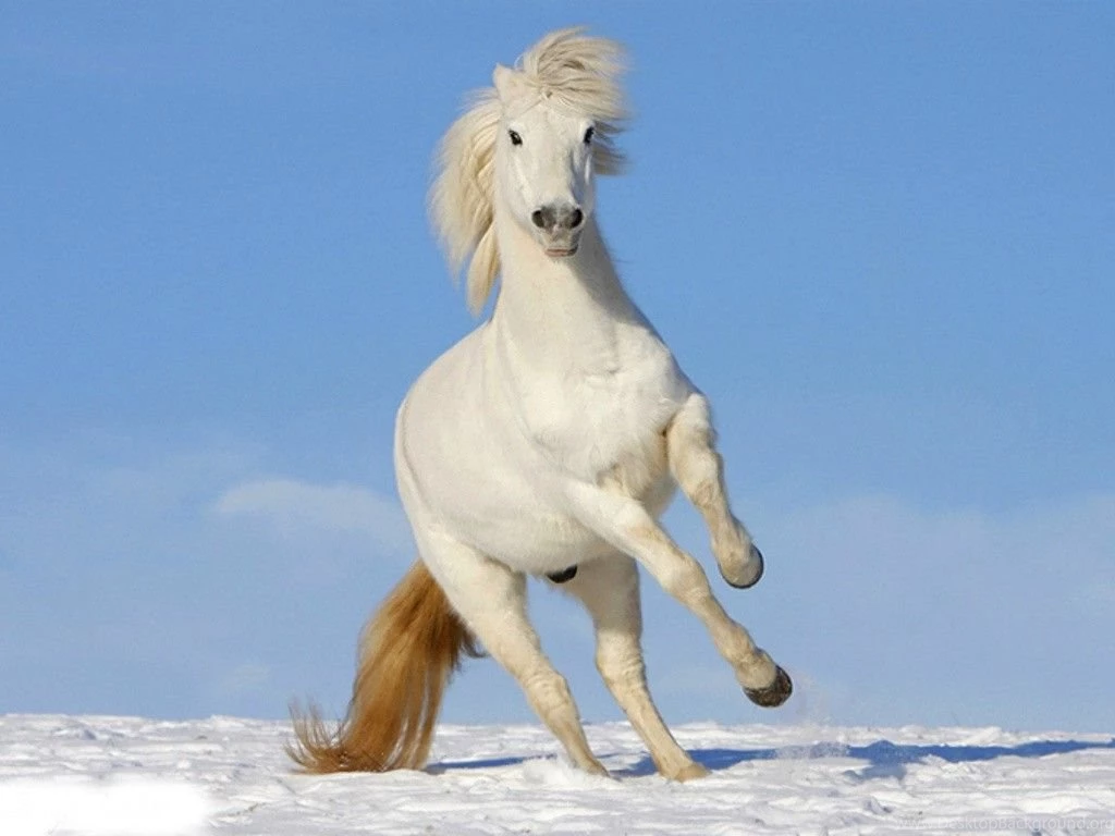 Horses: White Horse Horses Wallpapers Pictures HD For HD 16:9 High ...