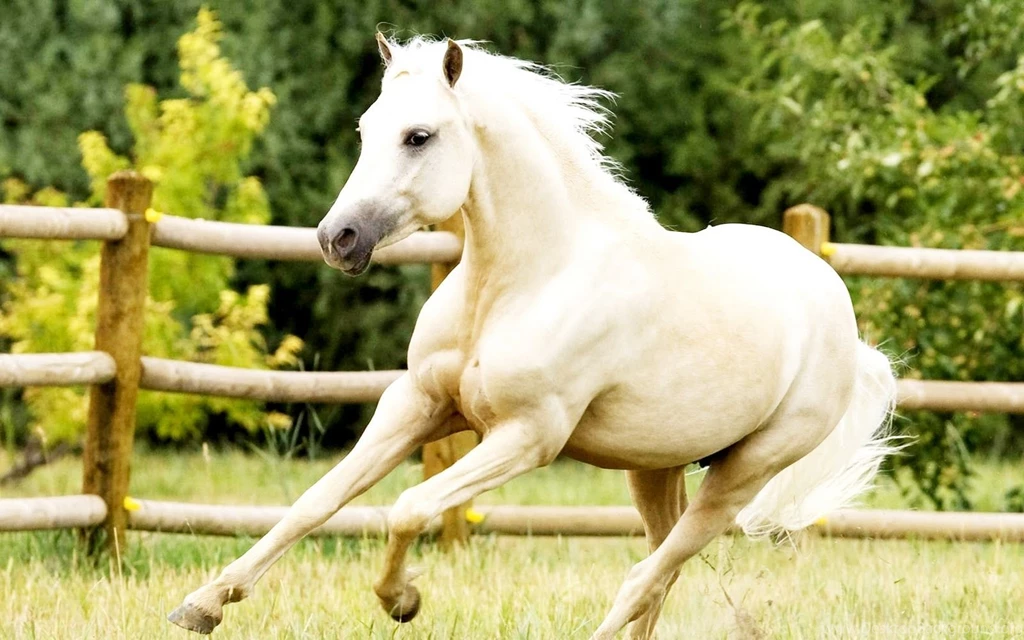 Download White Horses Free For Your Wallpapers 1600x1000