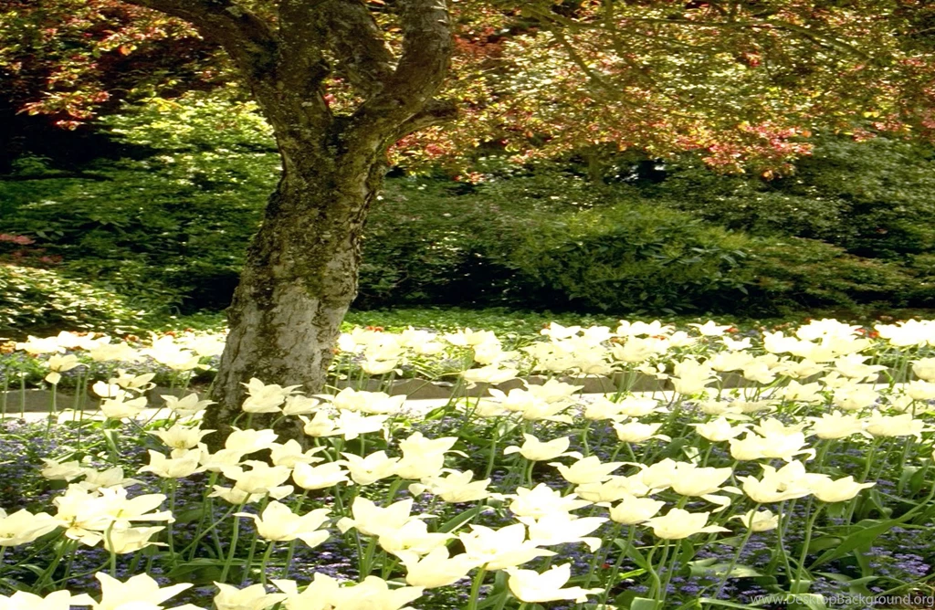 PC Wallpapers Themes Free Download 30431 HD Wallpapers