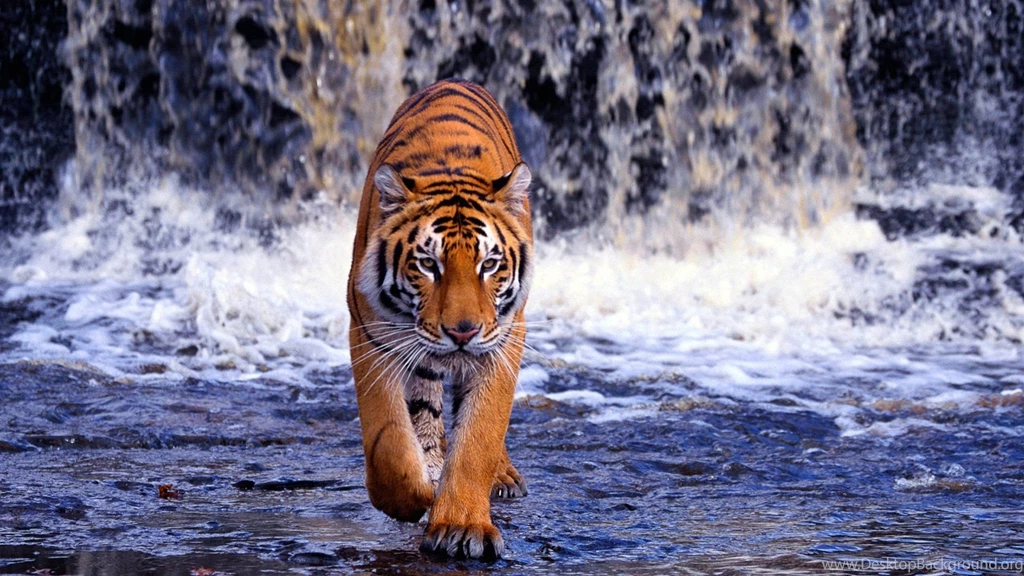 High Definition Tiger Wallpapers For Free Download