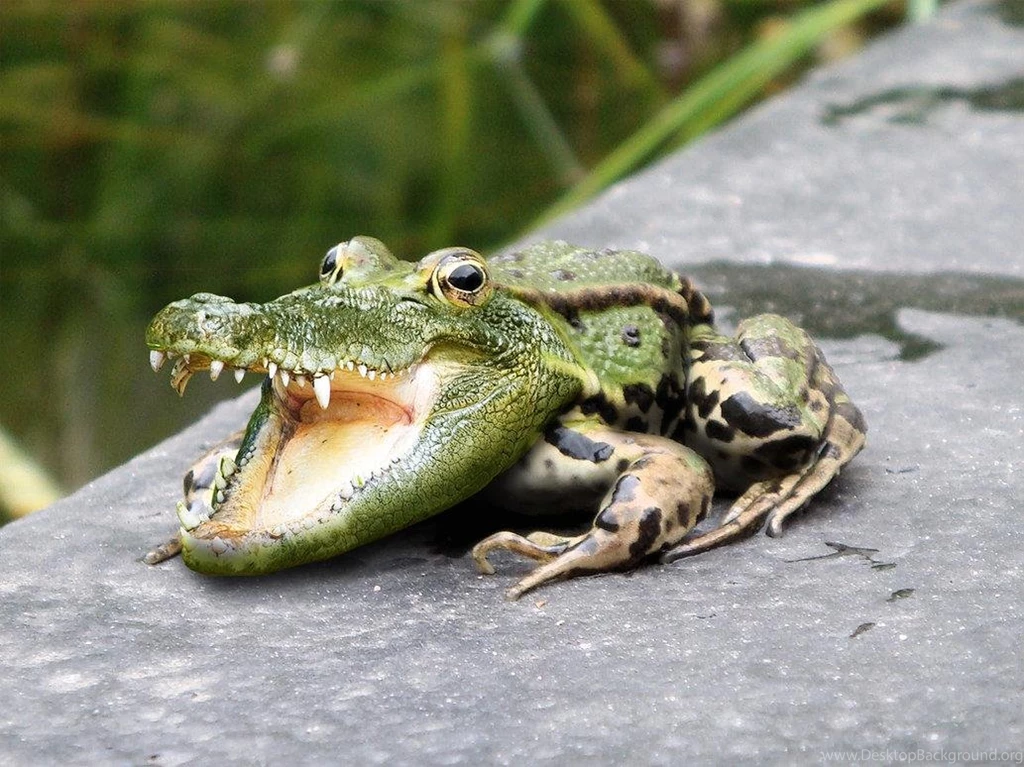 Wallpapers Weird Crocodile Frog 1033 X 774 Strange Funny Weird ...