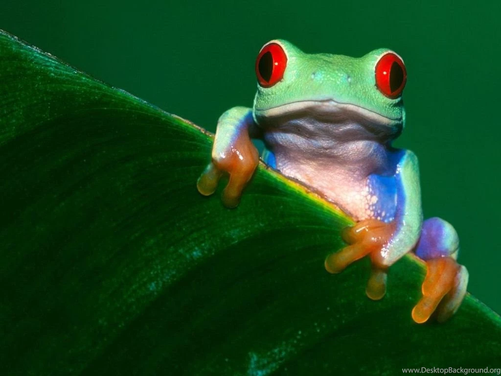 Colorful Frog Wallpapers And Backgrounds Free Download Planet ...