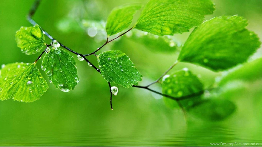 Toshiba Natural Green Wallpapers Download.jpg