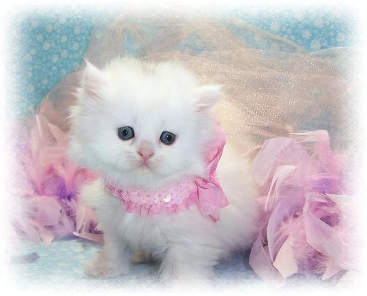 Cats On Pinterest