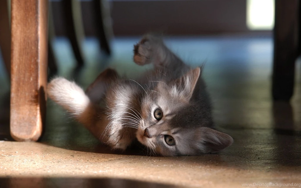 Baby cat wallpaper 1920x1200 0912038 Cute Cat Wallpapers