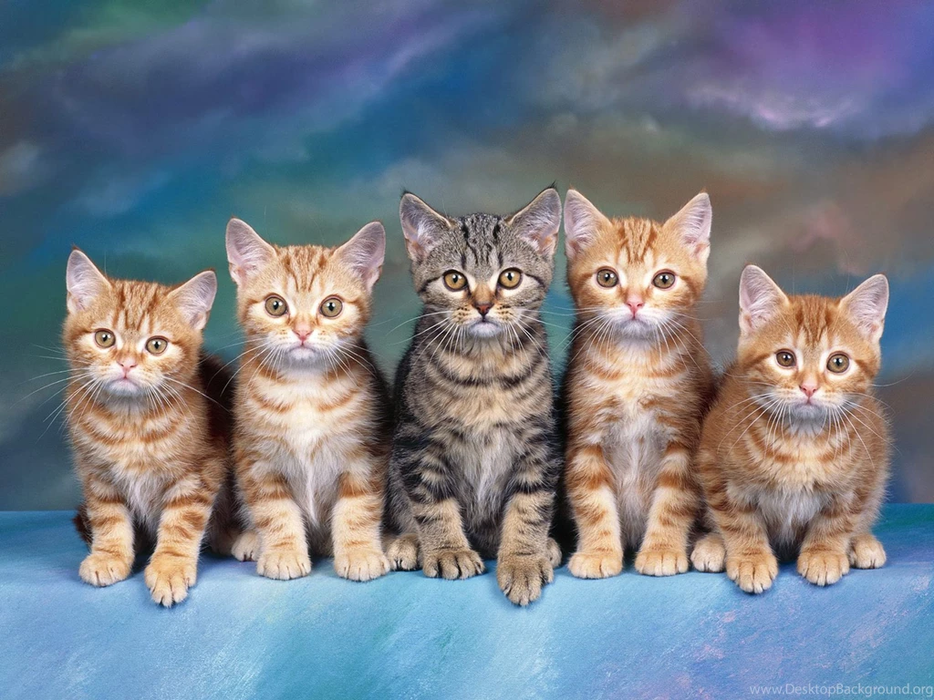Cats