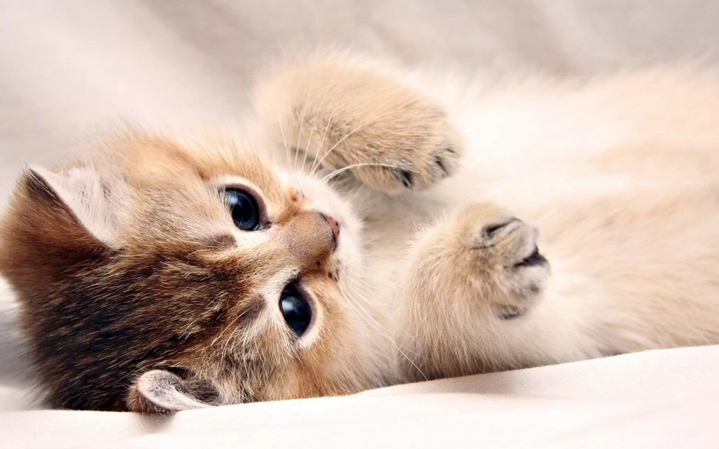 6860678 baby cat wallpapers