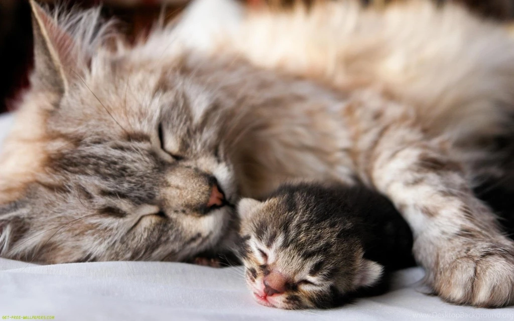Mother and baby cat wallpapers Cute Cat Wallpapers