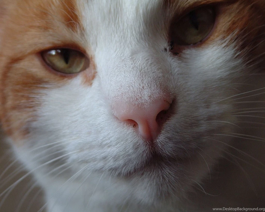 Hd Cat Wallpapers, Hairy Cats, Wallpapers Of Cats, Baby Cats ...