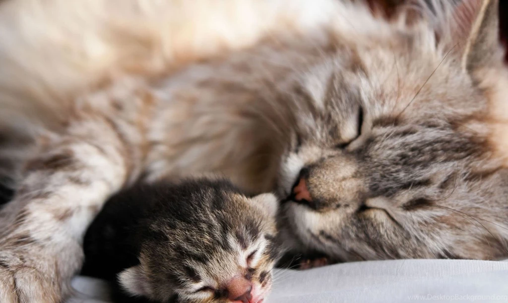 Hd Cat Wallpapers, Pussycat Images, Claws, Wallpapers Of Cats, Baby ...