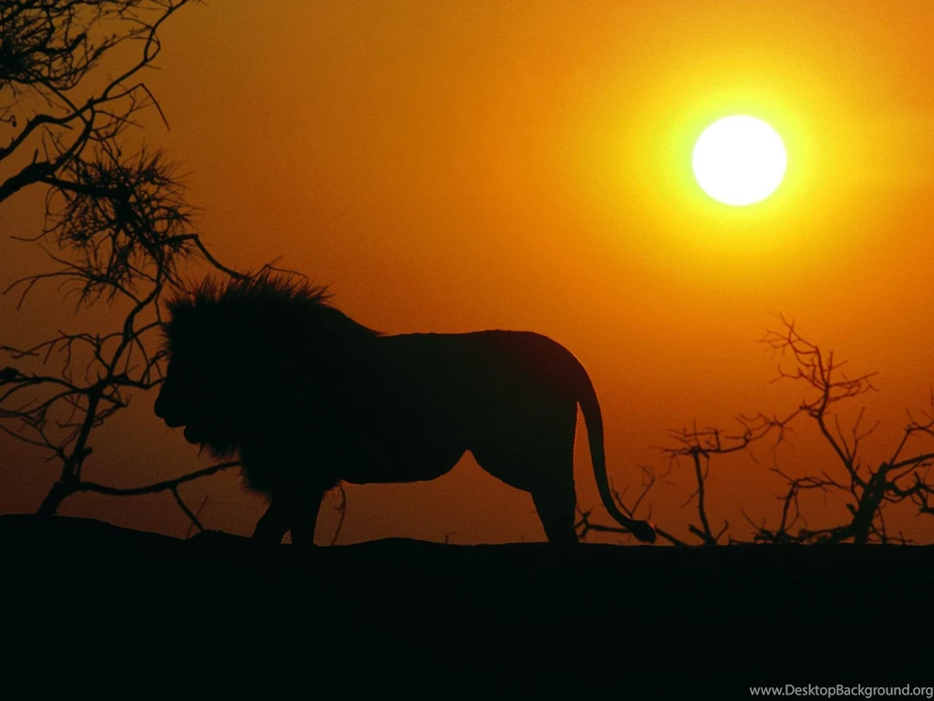 Good Night Wallpapers OF Lion Download