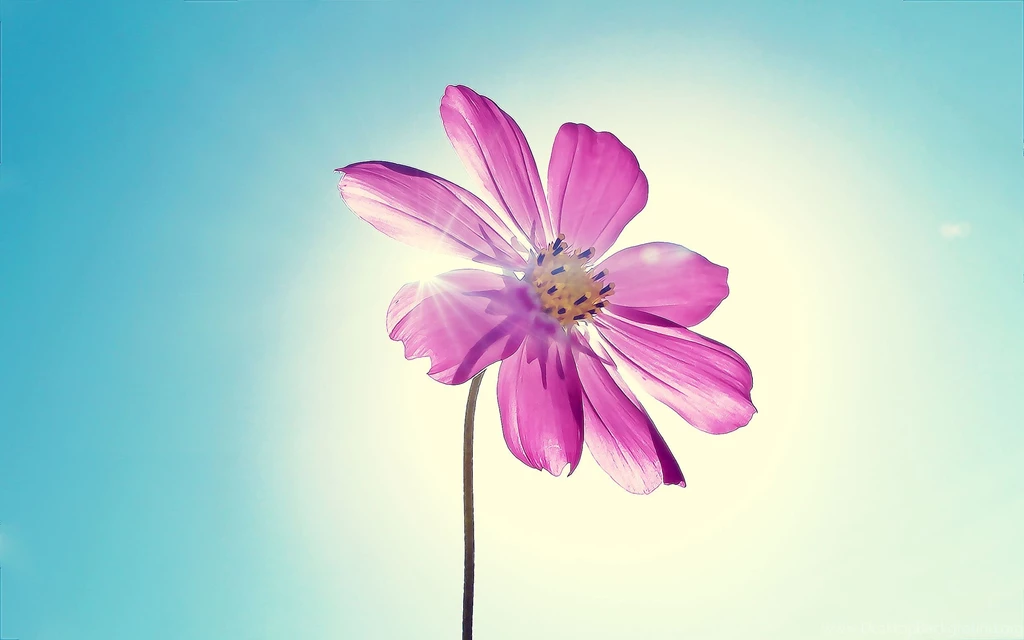 Purple Magenta Flower Wallpapers