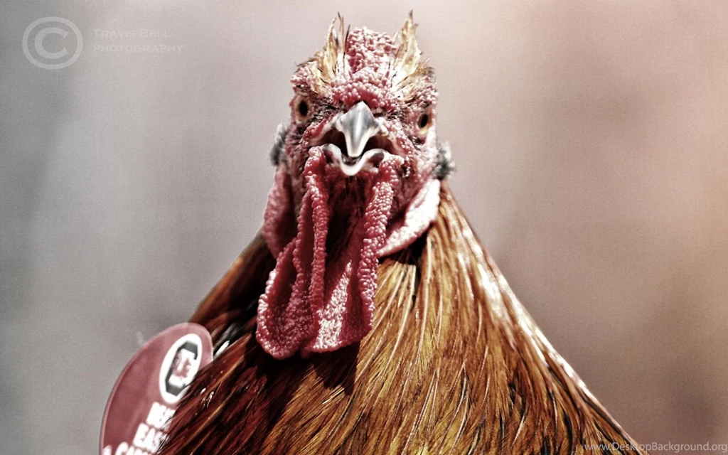 Columbia SC Photographer Travis Bell Wallpapers