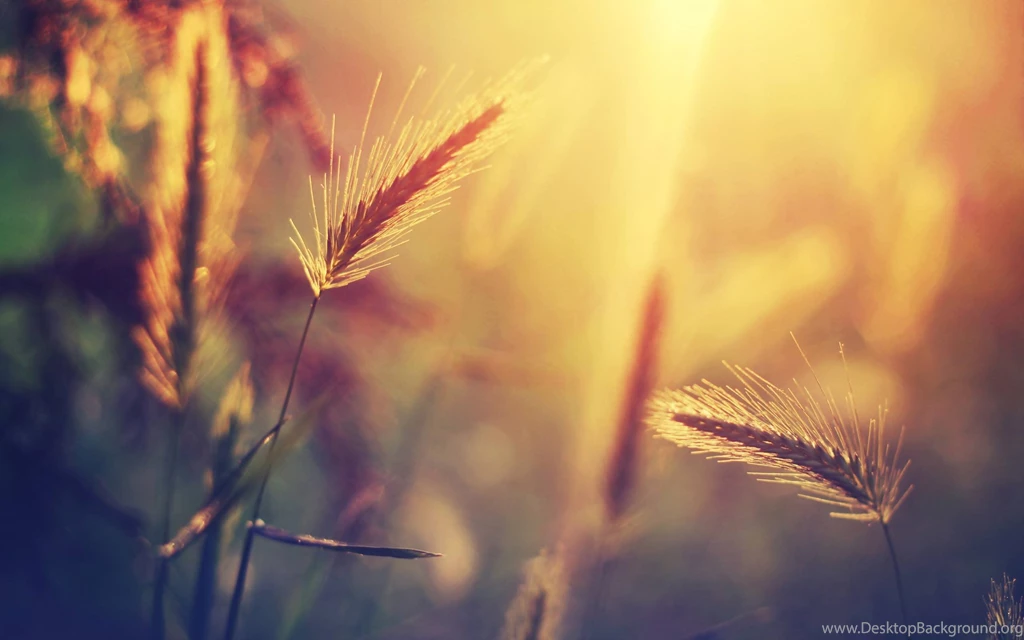 Sunset Nature Summer Wheat Wallpapers   (