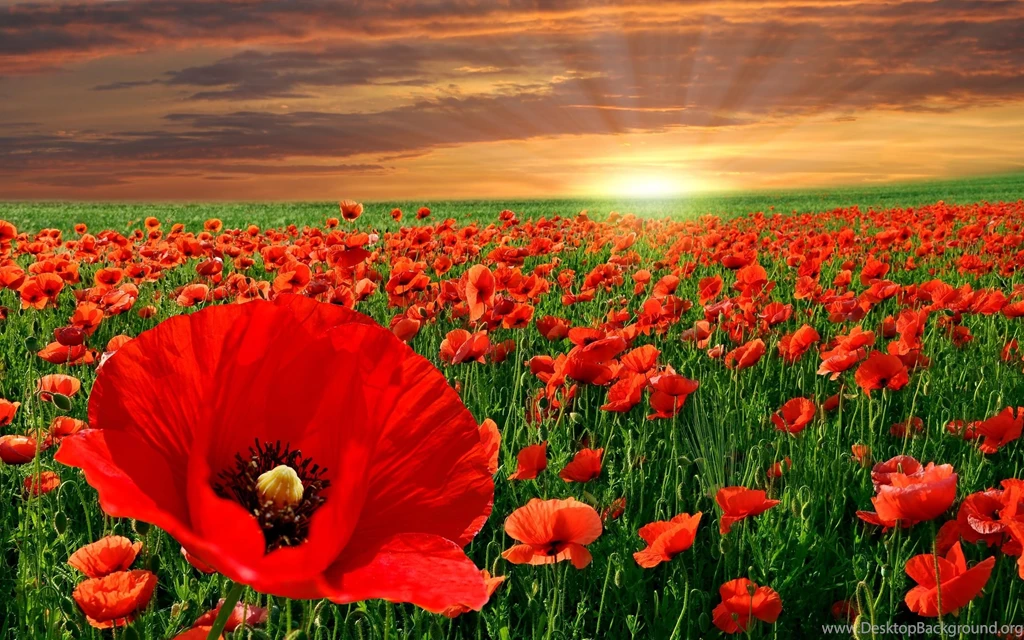 Poppy Field Backgrounds Is Not Summer Sunset Wallpapers And Images ...