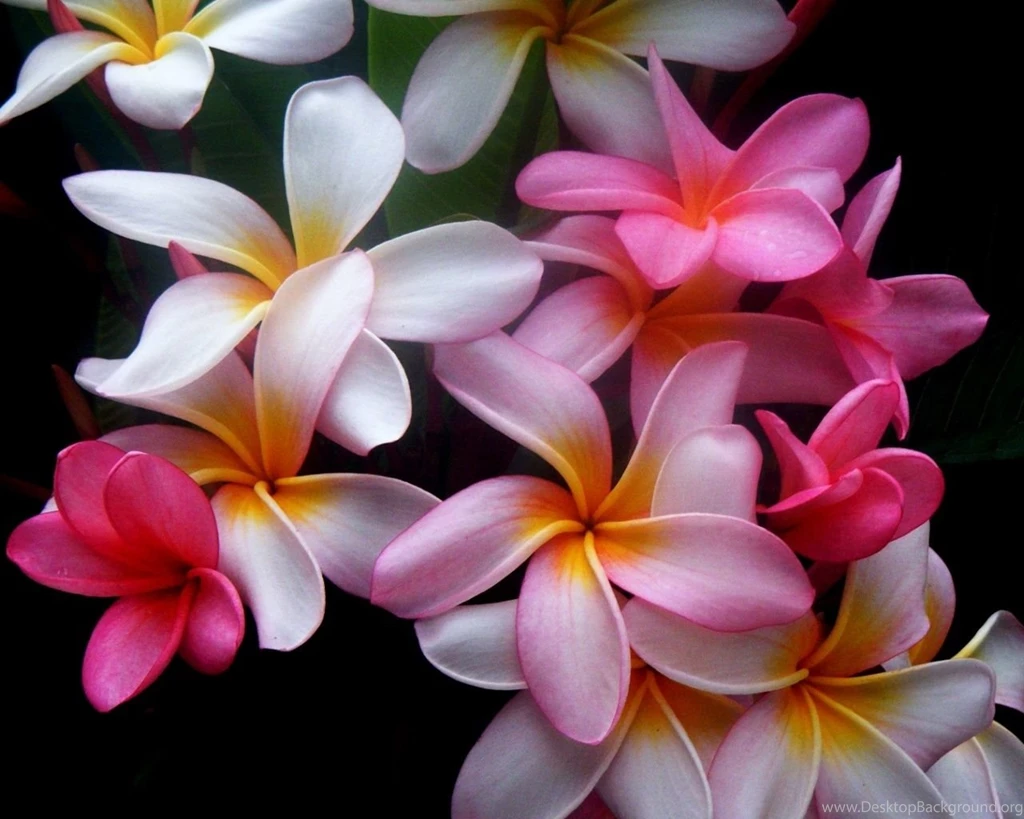 1280x1024 Beautiful Flowers Desktop PC And Mac Wallpapers