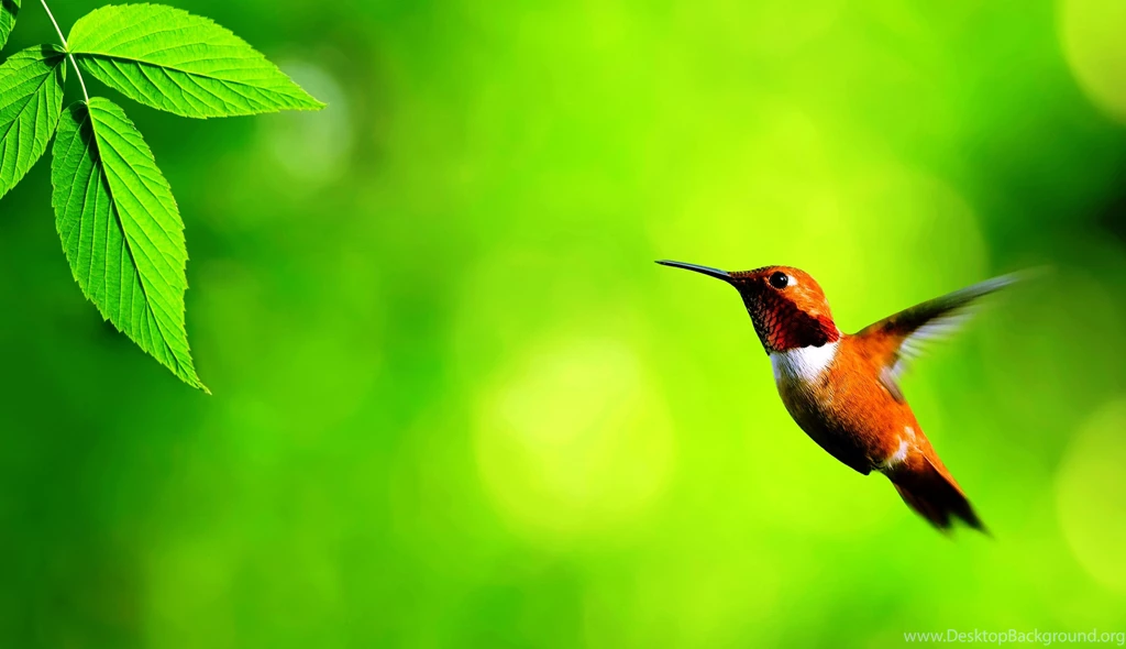 Www.downloadhdwallpaper.com Photos Of Inspiring Beautiful ...