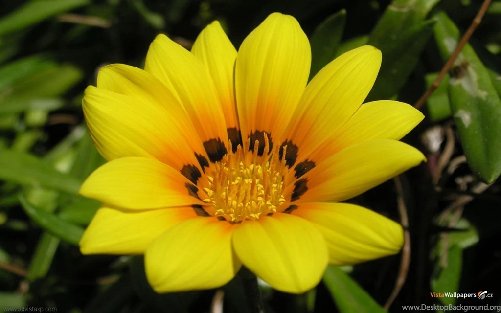 Free Download Flower Wallpapers, Beautiful Flower Wallpapers ...