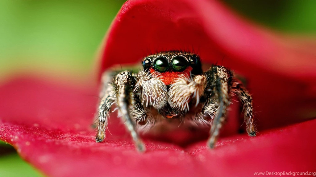 Spider Wallpapers HD