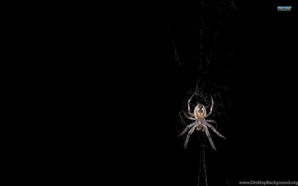 HD Collection Spider Wallpapers 5.jpg