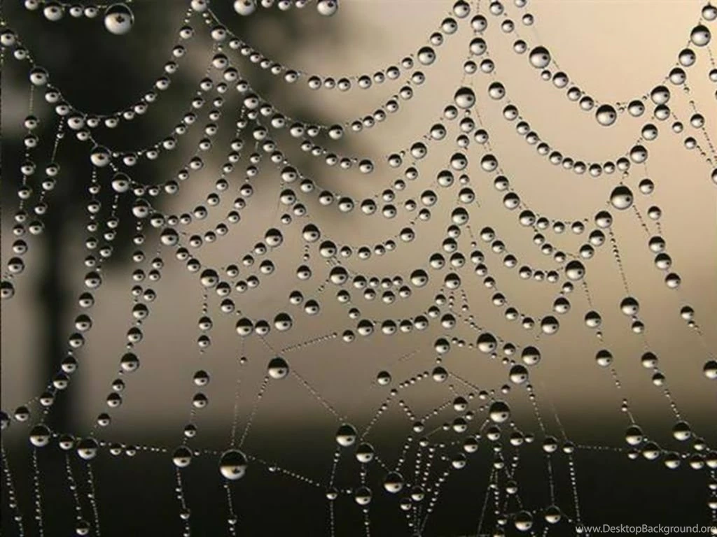 Spiders Web HD Wallpapers