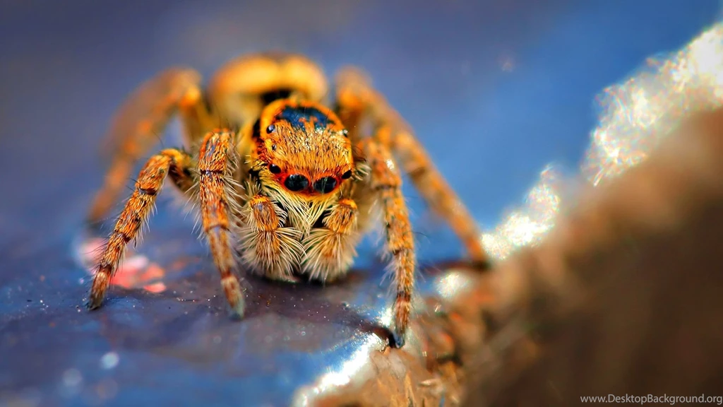 Macro photography spider hd wallpaper.jpg