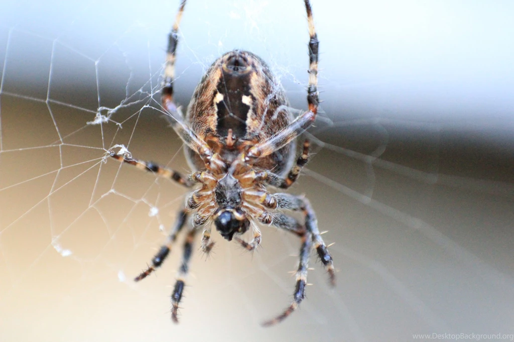 Spider Wallpapers