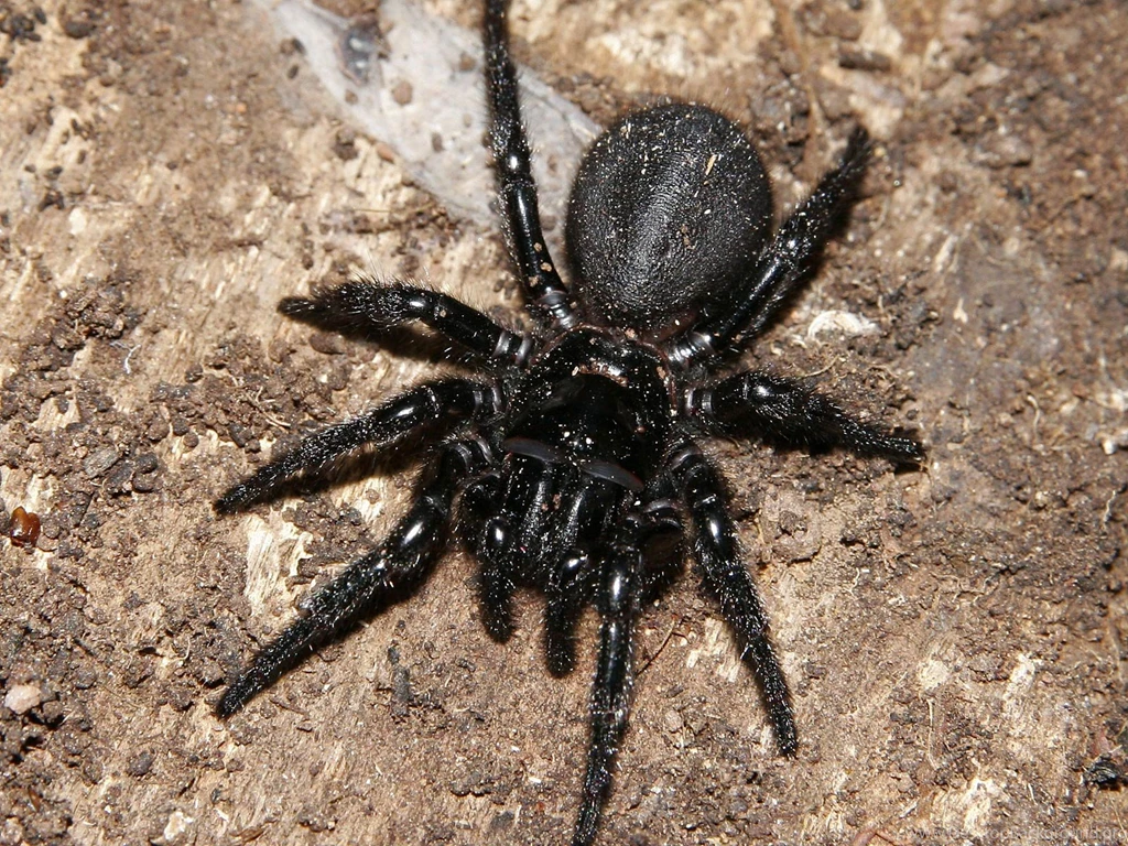 Black Spider Wallpaper HD.jpg